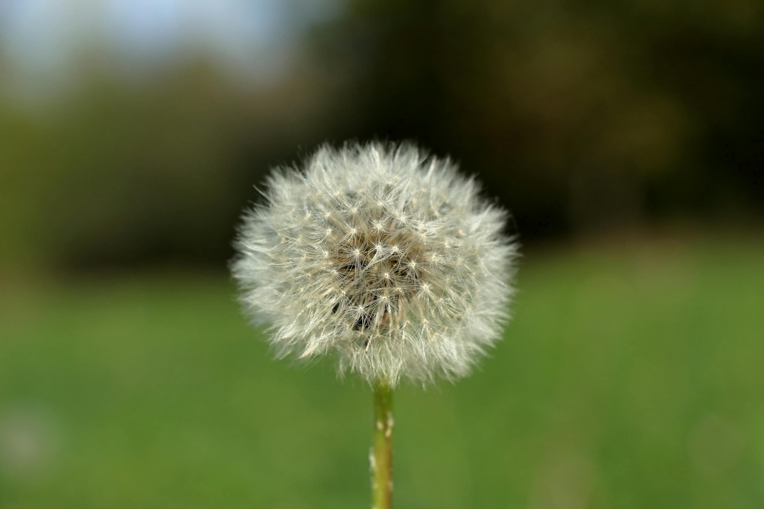 A detailed close-up of a dandelion seed head in a vibrant green field, symbolizing growth and change.