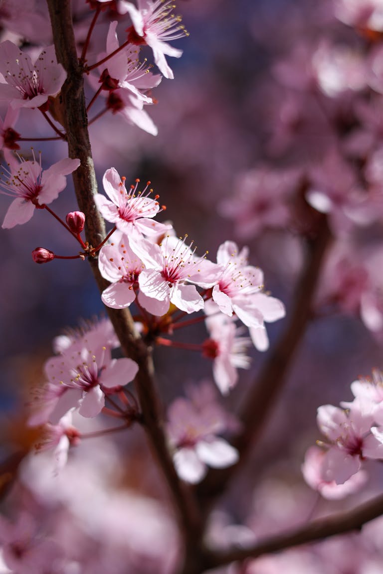 Free stock photo of ast, blumen, blüten