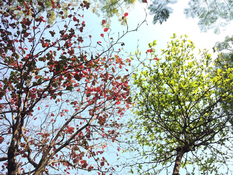 Vibrant red and green leaves on trees under a sunny sky in Hải Châu, Vietnam.